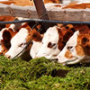 No4 Application cases of Animal nutrition and Agricultural